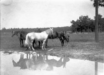 Horses in a field by a pond